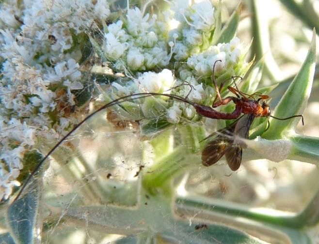 Braconidae rossastro con lungo ovopositore